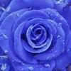 thatbluerose